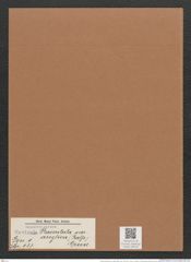 Navicula placentula var. anglica (Ralfs.) Grun. (de-Toni-Nr.: Genus 1, Species 137) Zeichnungen Sammlung Grunow Mappe 00122 (Herbarium_W_Grunow_drawings_Folder_00122)